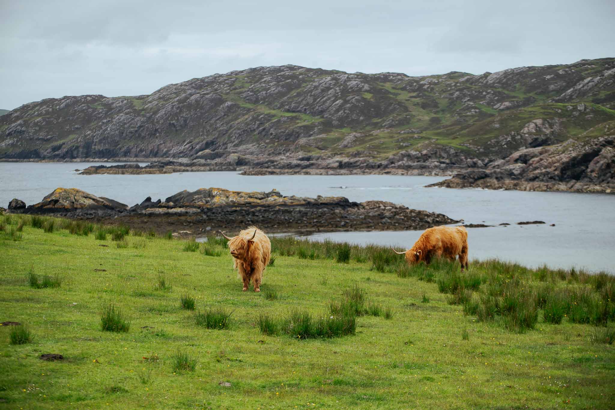 Highland cows Scotland nature