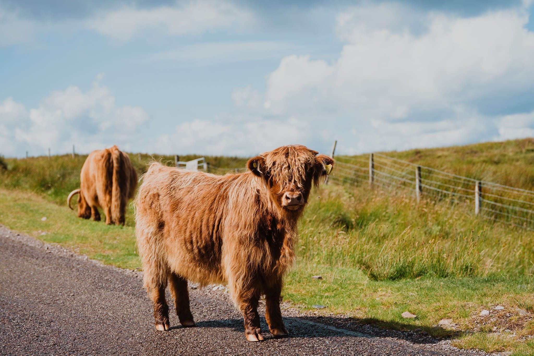 two shaggy highland cows on a road in Scotland