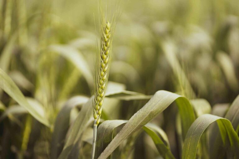 Close-up van een enkele tarweaar in een veld